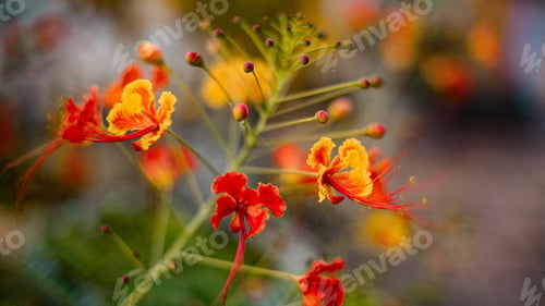 Preview: Close-up of vibrant red and yellow flowers with a blurred background