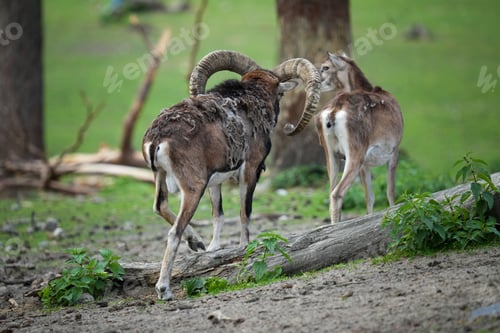 Preview: Two beautiful wild Mouflons walking in a rural forest