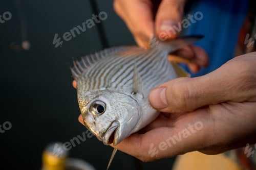 Preview: Fresh caught Bream in the hands of the fishermen. Fishing hobby