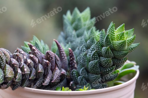 Preview: Haworthia coarctata is a species of flowering succulent plant