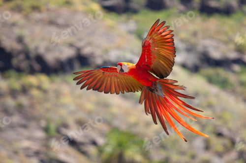 Preview: bird, parrot, Scarlet, Macaw, flying