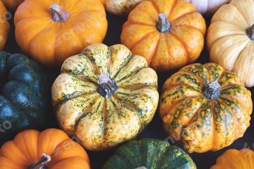 Preview: Colorful pumpkins.