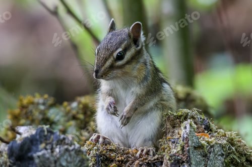 Preview: Closeup of an adorable chipmunk in a forest with a blurry background
