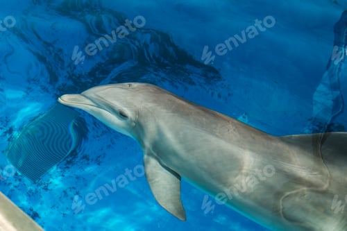 Preview: Cute grey dolphin swimming in blue water