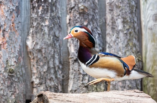 Preview: Mandarin duck portrait