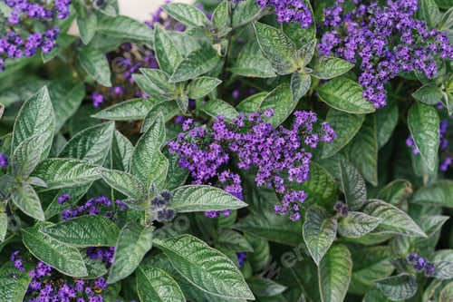 Preview: Heliotrope Flowers Bloom in Garden