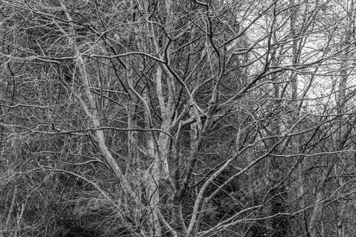 Preview: Background Shot Of Tangled Tree Branches. Black And White Image.