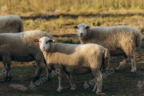 Preview: Group of Sheep Grazing Outdoors in a Sunlit Pastoral Farm Setting