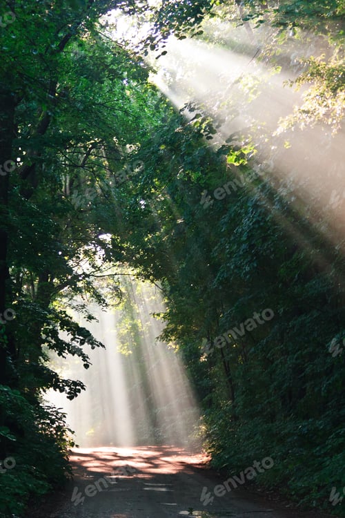 Preview: fog forest