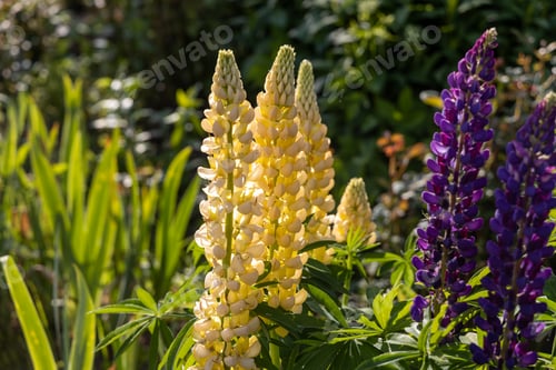 Preview: Lupines, lupine plant with pink, yellow, purple flowers growing in the garden