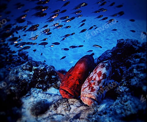 Preview: Underwater fish Photograph surrounded by coral reef scene