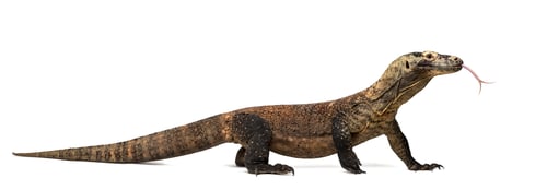 Preview: Komodo Dragon sticking the tongue out, isolated on white