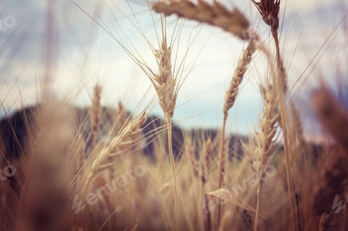 Golden Wheat Field Under a Cloudy Sky