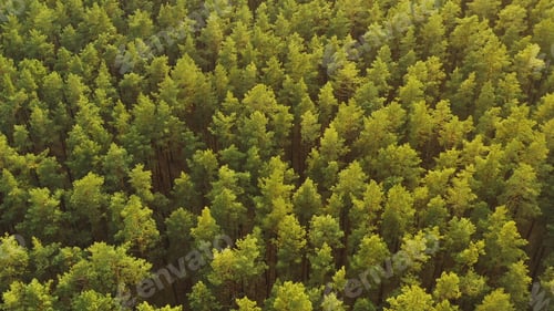 Preview: Green Pine Coniferous Forest. Aerial View Of Green Pine Coniferous