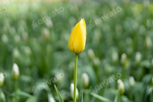 Preview: Bright Yellow Tulip with Unopened Tulips in Background