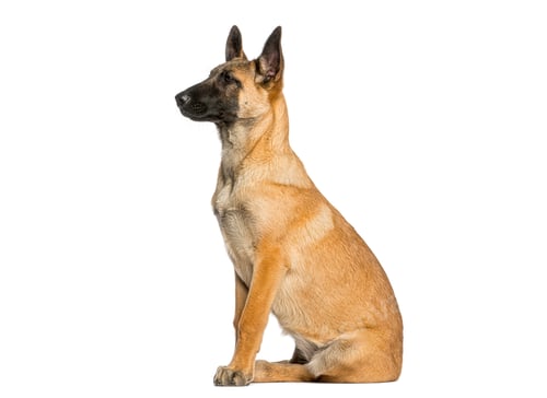 Preview: Belgian malinois dog sitting looking profile on white background