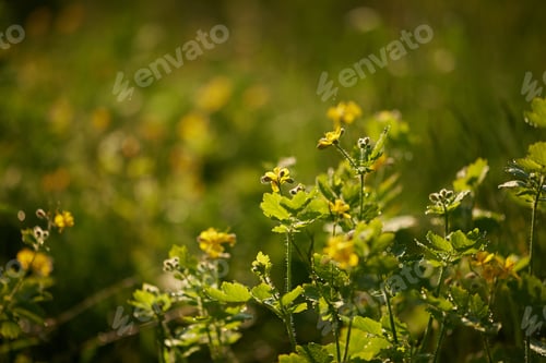 Preview: Wildflowers blooming on a sunny day