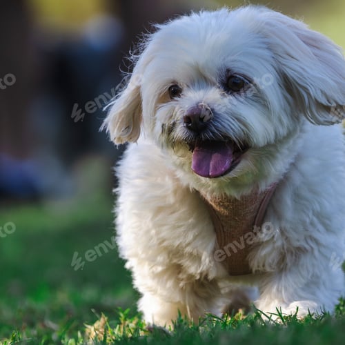 Preview: Lone dog running through a park on grass