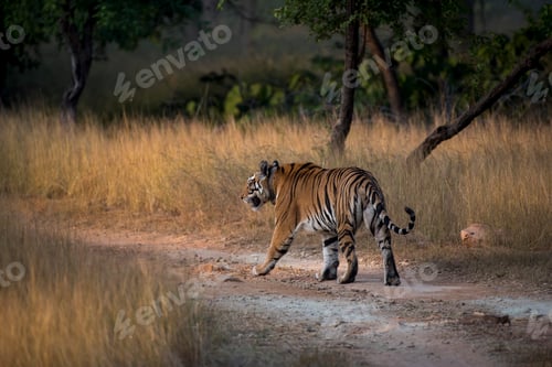 Preview: Royal Bengal tiger