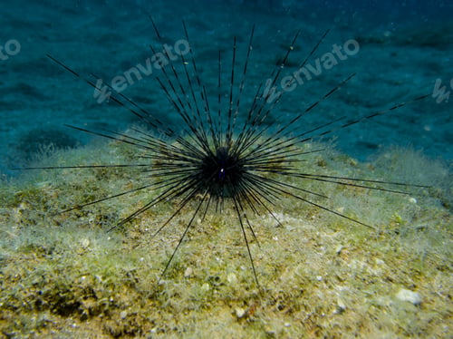 Preview: Long spined sea urchin from the Mediterranean Sea