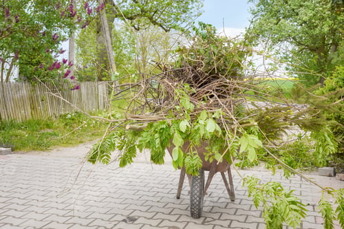 Preview: Wheelbarrow filled with clipped branches and plants.