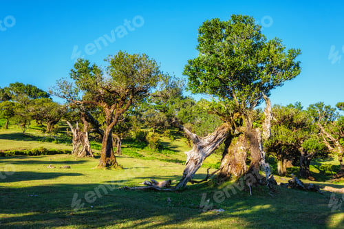 Preview: Fanal forest trees on Madeira island, Portugal