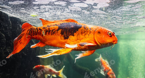 Preview: Group of Fish Swimming in an Aquarium