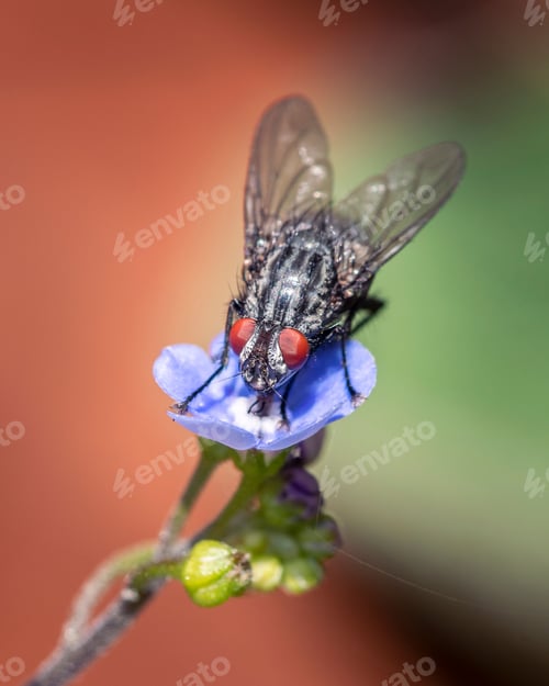 Preview: Closeup shot of a siphona collecting nectar from beautiful blue flowers in a sunny garden