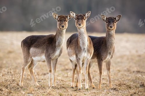 Preview: Three fallow deer hinds on a meadow looking attentively