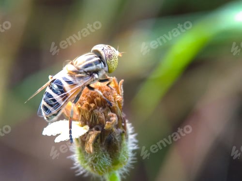 Preview: Eristalinus is a genus of hoverfly