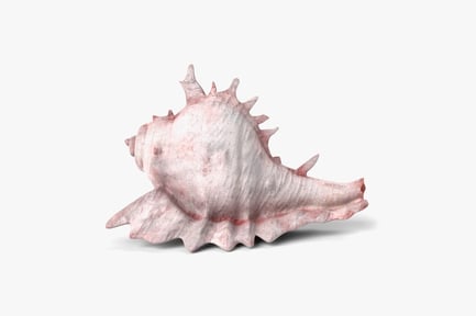 Preview: Spiked Seashell - Marine Mollusk