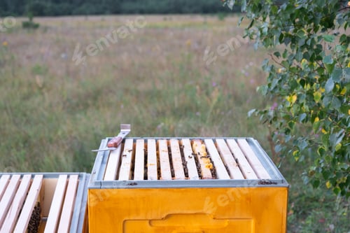 Preview: A beekeeper, a woman in a protective suit against bee stings, holds a frame with honey from a bee hi