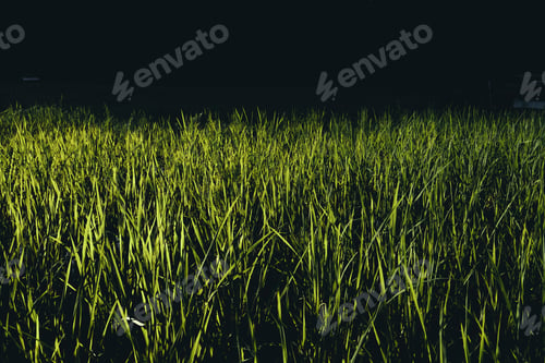 Preview: Rice field ,Aerial view of rice fields