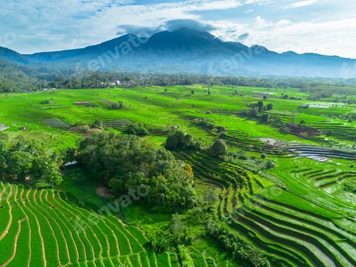 Preview: beauty landscape paddy fields natural beautiful morning view from asia