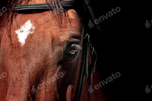 Preview: Face of a brown horse with a white spot on its head against a dark background