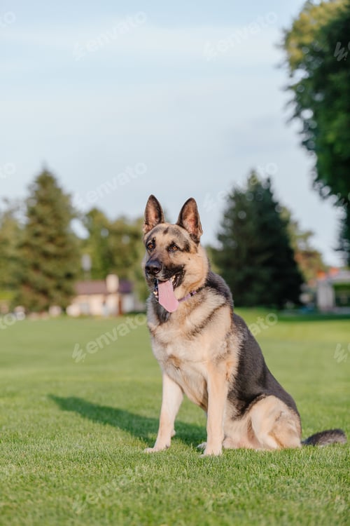 Preview: East European Shepherd dog on the walk. Active East European Shepherd dog enjoying outdoor playtime