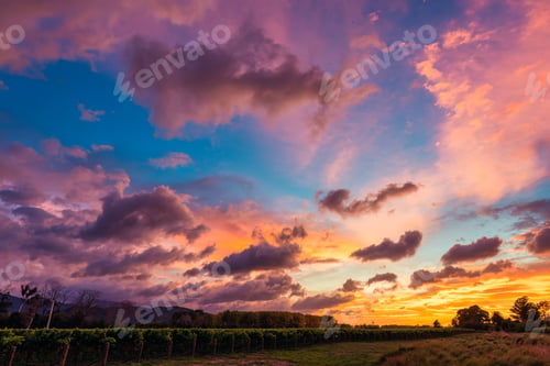 Preview: Colorful sky over vineyard plantation during autumn in countryside at New Zealand