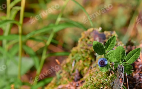 Preview: Blueberries close up, natural background with copy space