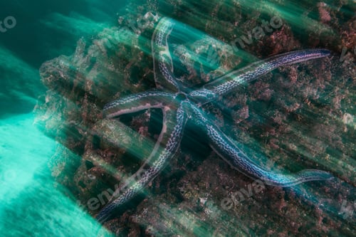Preview: Underwater view of blue starfish on rock, Seymour, Galapagos, Ecuador, South America