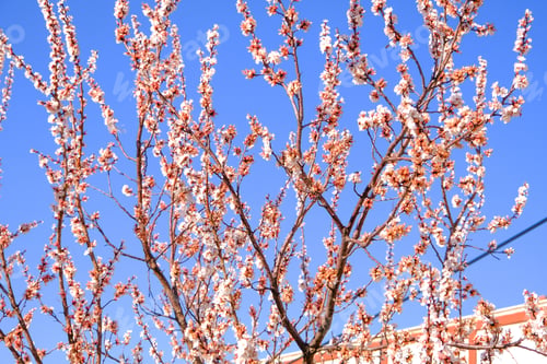 Preview: Spring blossom natural background. Branch with pink flowers.