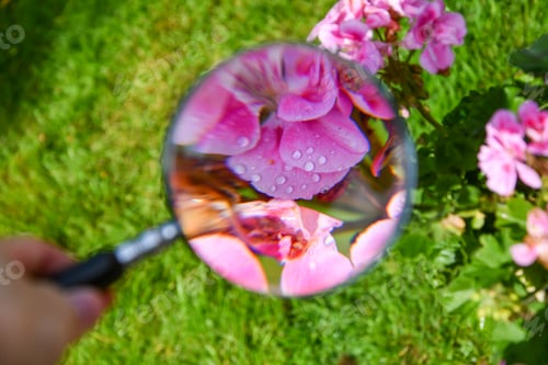 Preview: A pink flower through a magnifying glass