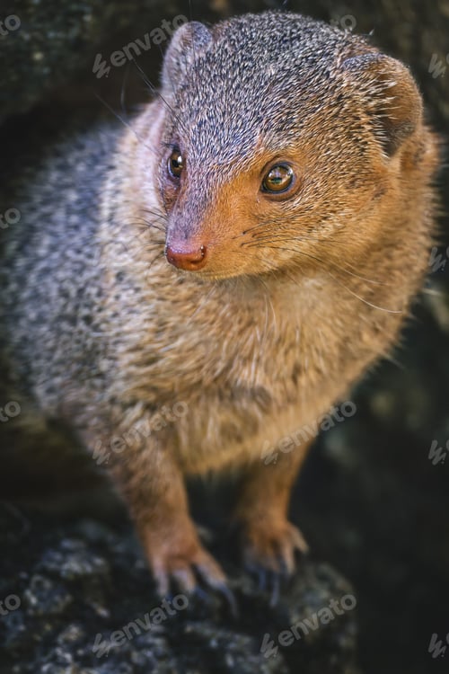 Preview: Close-up of a mongoose in natural habitat.