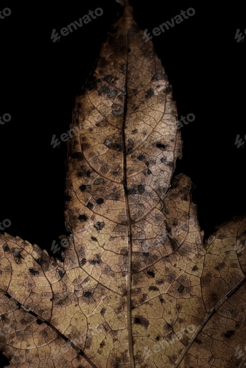 Preview: Dried brown leaf against a black background