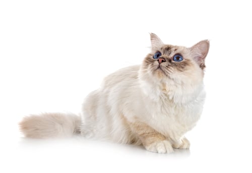 Preview: birman cat in studio