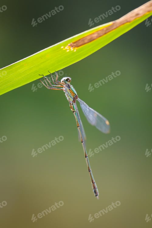 Preview: Beautiful detail of Lestes sponsa dragonfly