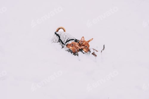 Preview: Error 404 Page Not Found Concept. Young Funny Dogs Red Brown Miniature Pinscher Pincher Min Pin