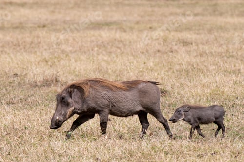 Preview: Warthog (Phacochoerus aethiopicus) and piglet, Masai Mara, Kenya