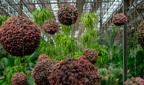 Preview: A greenhouse with many plants and flowers including a large number of red and green balls Scene