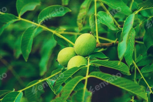 Preview: Green walnuts on the tree. Selective focus.