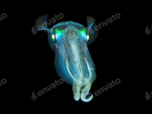 Preview: Big fin reef squid from Cyprus